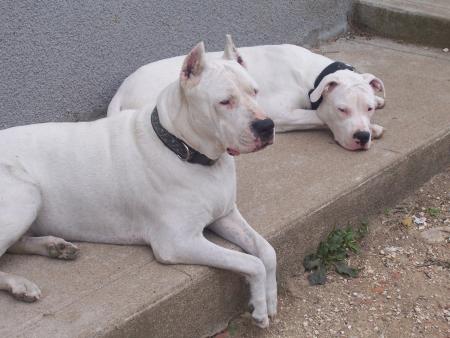 mon gros chien et atila